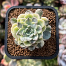 plant212.jpeg