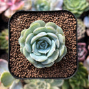 plant213.jpeg