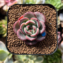 plant215.jpeg