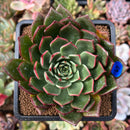 plant218.jpeg
