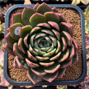 plant218.jpeg