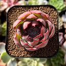 plant21.jpeg