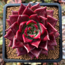 plant221.jpeg