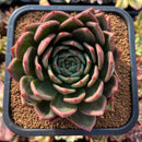plant223.jpeg