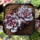 plant224.jpeg