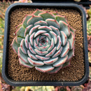 plant226.jpeg