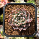 plant229.jpeg
