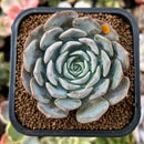 plant22.jpeg