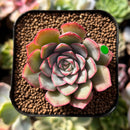 plant231.jpeg