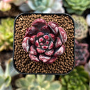 plant234.jpeg