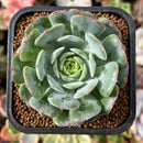 plant235.jpeg