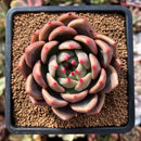 plant23.jpeg