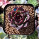 plant241.jpeg