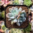 plant251.jpeg