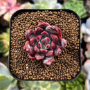 plant253.jpeg