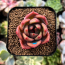 plant255.jpeg