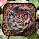 plant25.jpeg