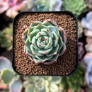 plant263.jpeg