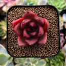 plant267.jpeg