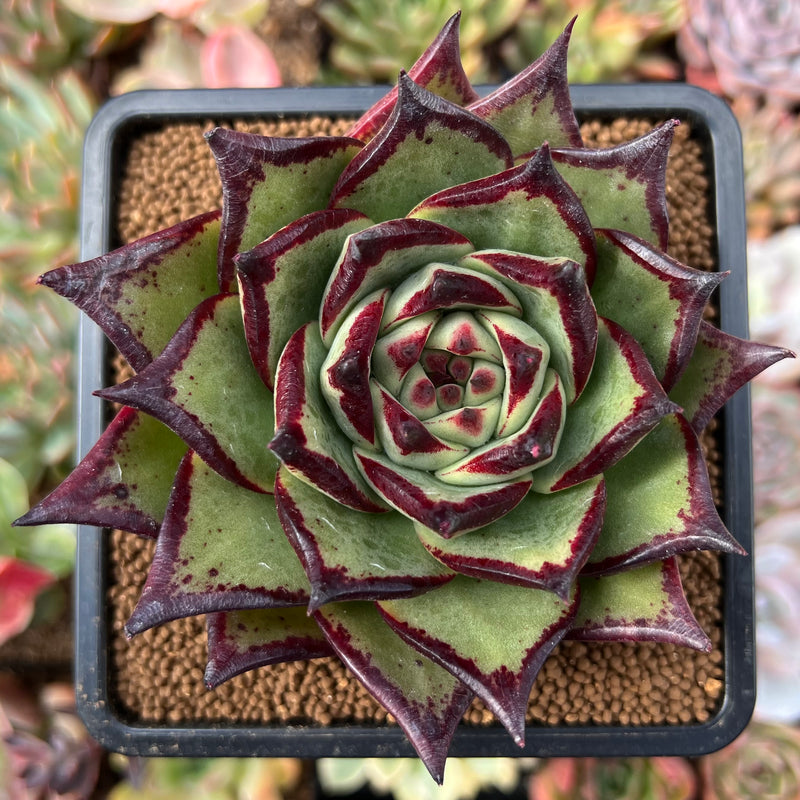 black king succulent Echeveria Agavoides 'Black King' 4" Succulent Plant