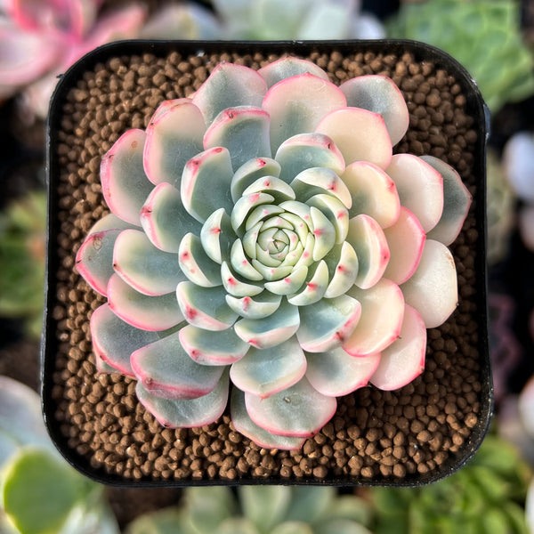 minima succulent Echeveria 'Minima' Variegated 1" Succulent Plant – True Succulents Plant Co