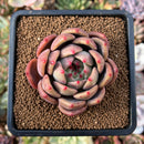 plant26.jpeg