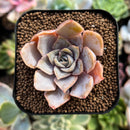 plant270.jpeg