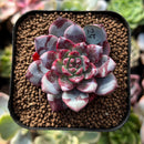 plant278.jpeg