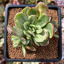 plant283.jpeg