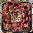 plant284.jpeg