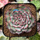 plant28.jpeg