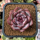 plant28.jpeg