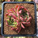 plant29.jpeg