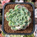 plant29.jpeg