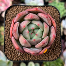 plant2.jpeg