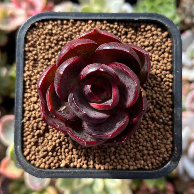 succulent turning red Echeveria 'Red Lantern' New Hybrid 1"-2" Succulent Plant – True Succulents  Plant Co