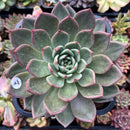 plant2.jpeg
