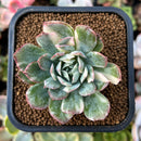 plant30.jpeg