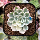 plant30.jpeg