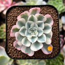 plant31.jpeg