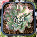 plant32.jpeg