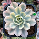 plant32.jpeg