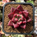 plant32.jpeg