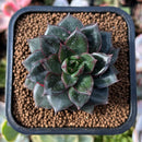plant33.jpeg
