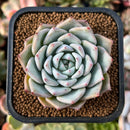 plant33.jpeg