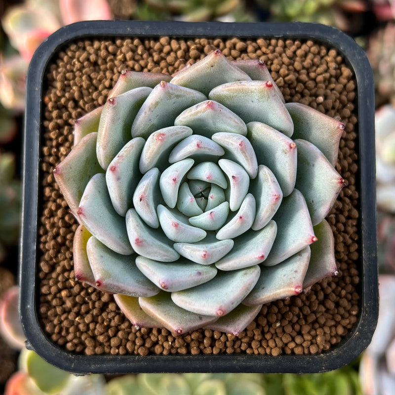 succulent ball plant Echeveria 'Black Ball' 2" Succulent Plant – True Succulents Plant Co
