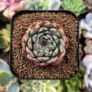 plant33.jpeg