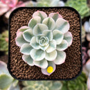 plant33.jpeg