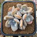 plant34.jpeg