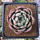 plant34.jpeg